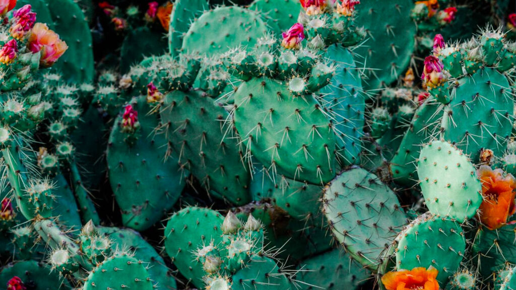 Patch of cacti