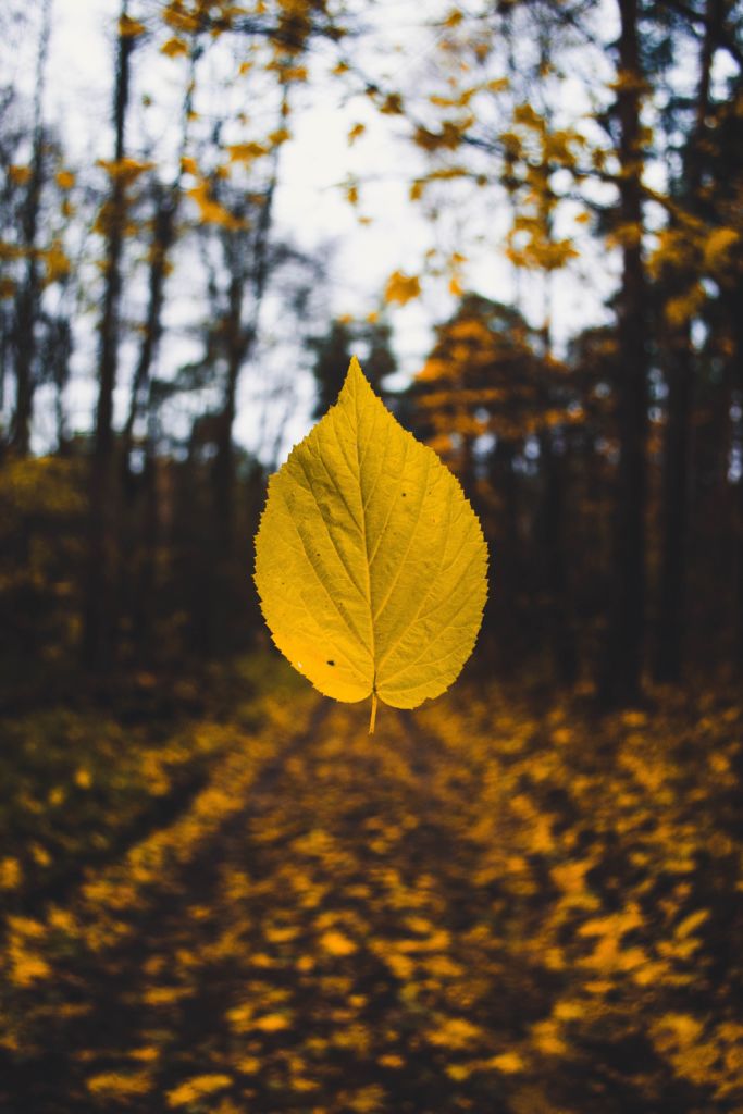 focus on a leave outside in the woods