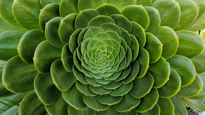 picture of succulent