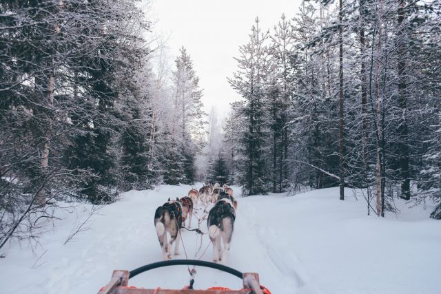 Dogs pulling a sled.