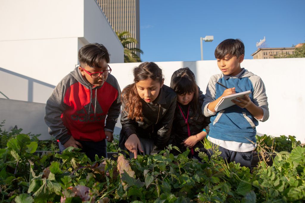 A group of elementary students examine the plants in their school garden.