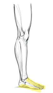 drawing of leg & foot with foot highlighted drawing of leg & foot with foot highlighted