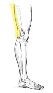 drawing of leg & foot with back of thigh highlighted drawing of leg & foot with back of thigh highlighted