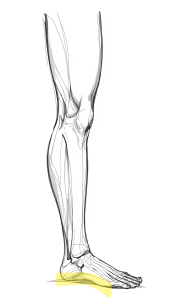 drawing of leg & foot with sole of foot highlighted drawing of leg & foot with sole of foot highlighted