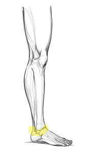 drawing of leg & foot with ankle highlighted drawing of leg & foot with ankle highlighted