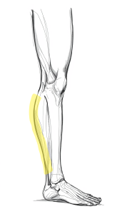 drawing of leg & foot with back of calf highlighted drawing of leg & foot with back of calf highlighted
